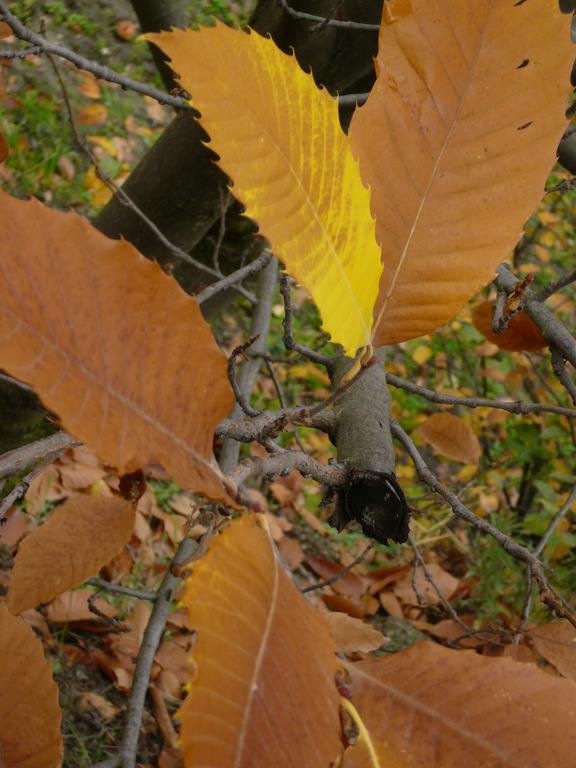 모나칠 Cortijo Pilongo 아파트 외부 사진