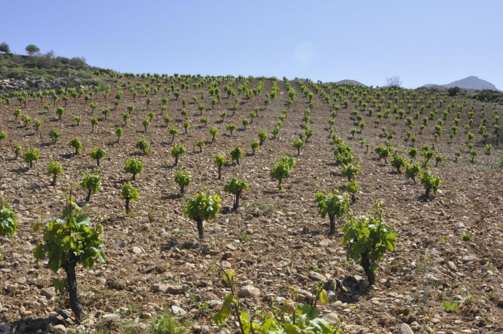 모나칠 Cortijo Pilongo 아파트 외부 사진